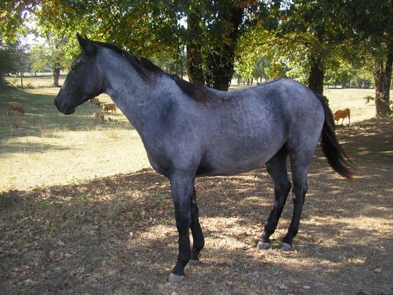 quater horse bleu roan 100°/. nfqha fondation